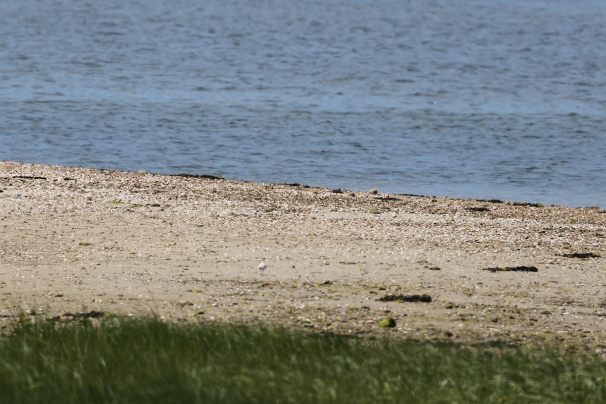 Piping Plover - ML620529568