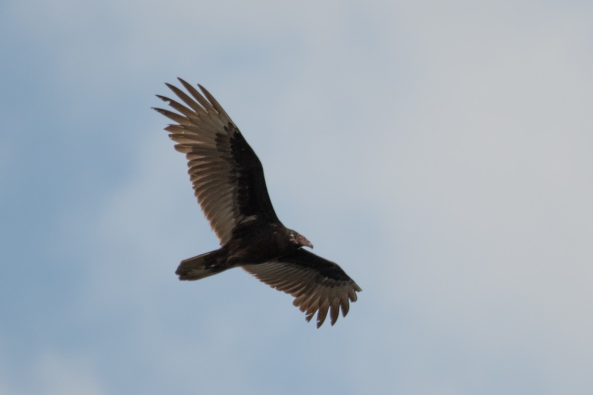 Turkey Vulture - ML620529571