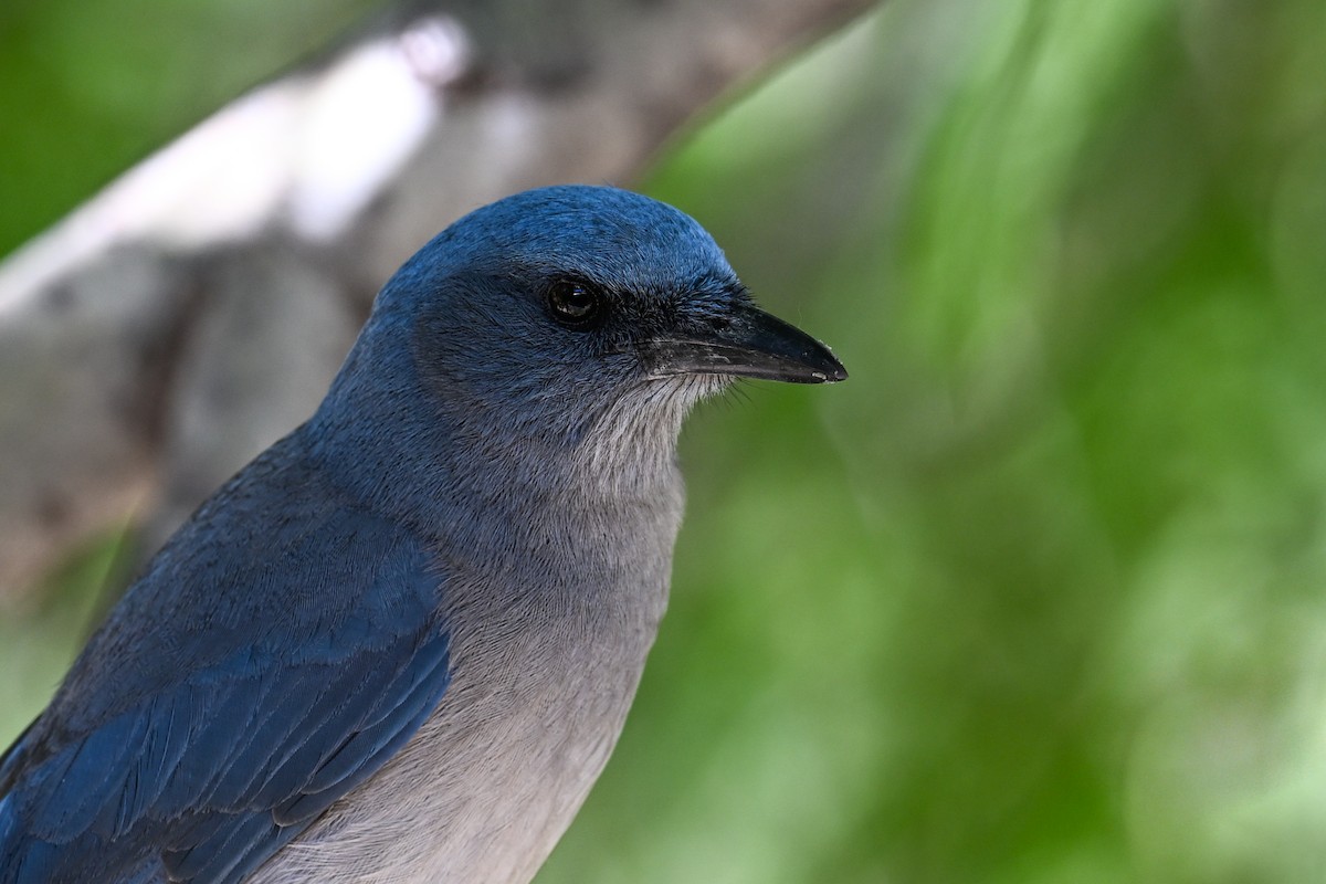 Mexican Jay - ML620529575