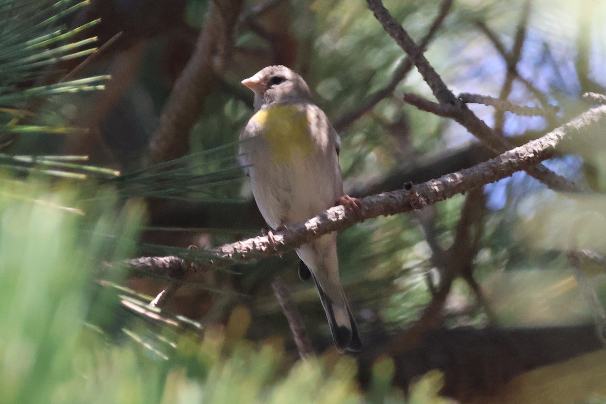 Lawrence's Goldfinch - ML620529576