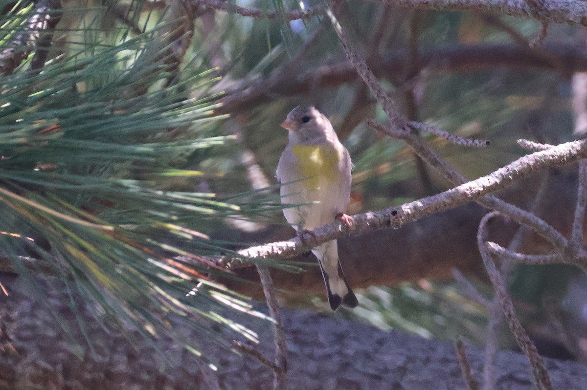 Lawrence's Goldfinch - ML620529577