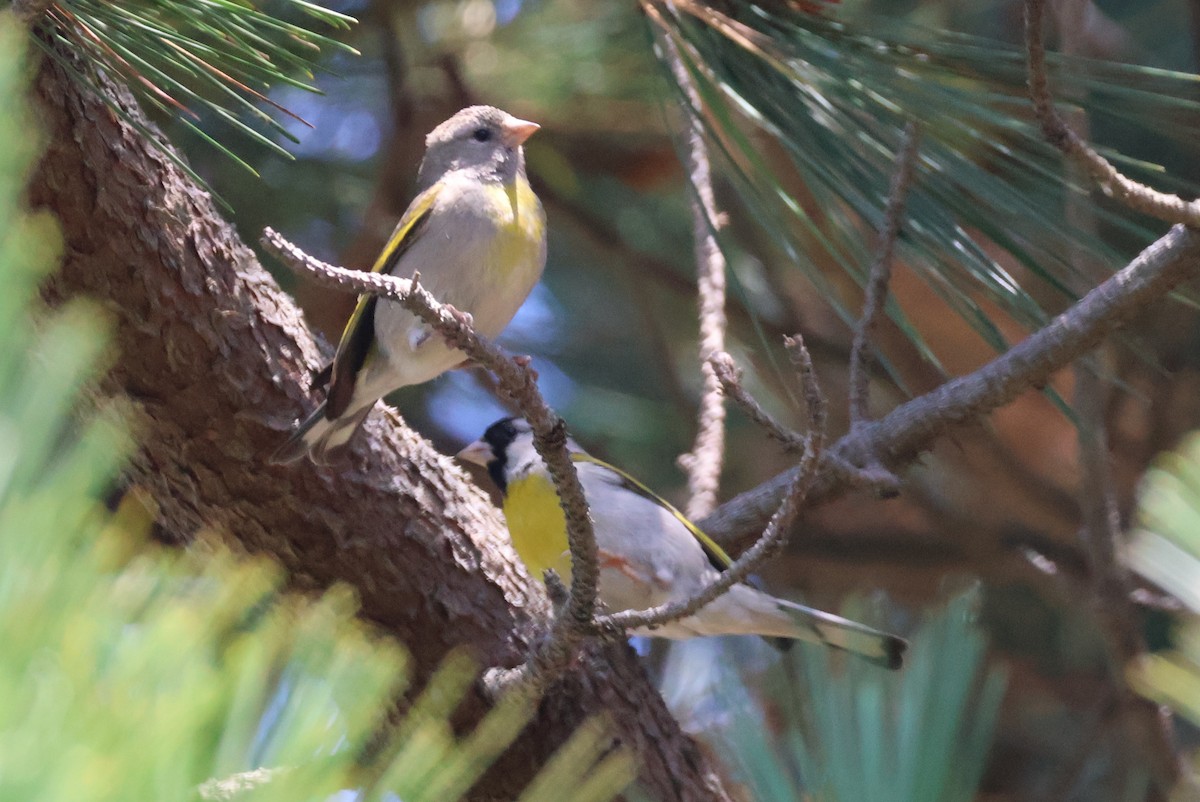 Lawrence's Goldfinch - ML620529579