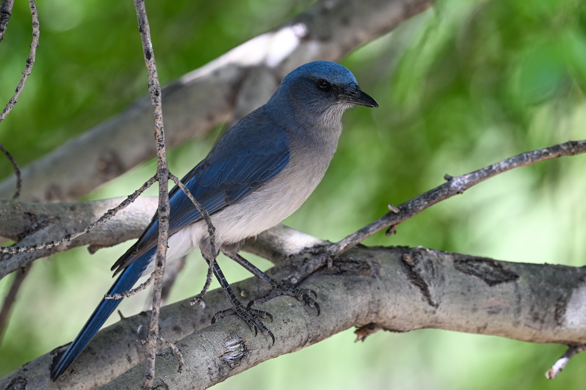 Mexican Jay - ML620529580