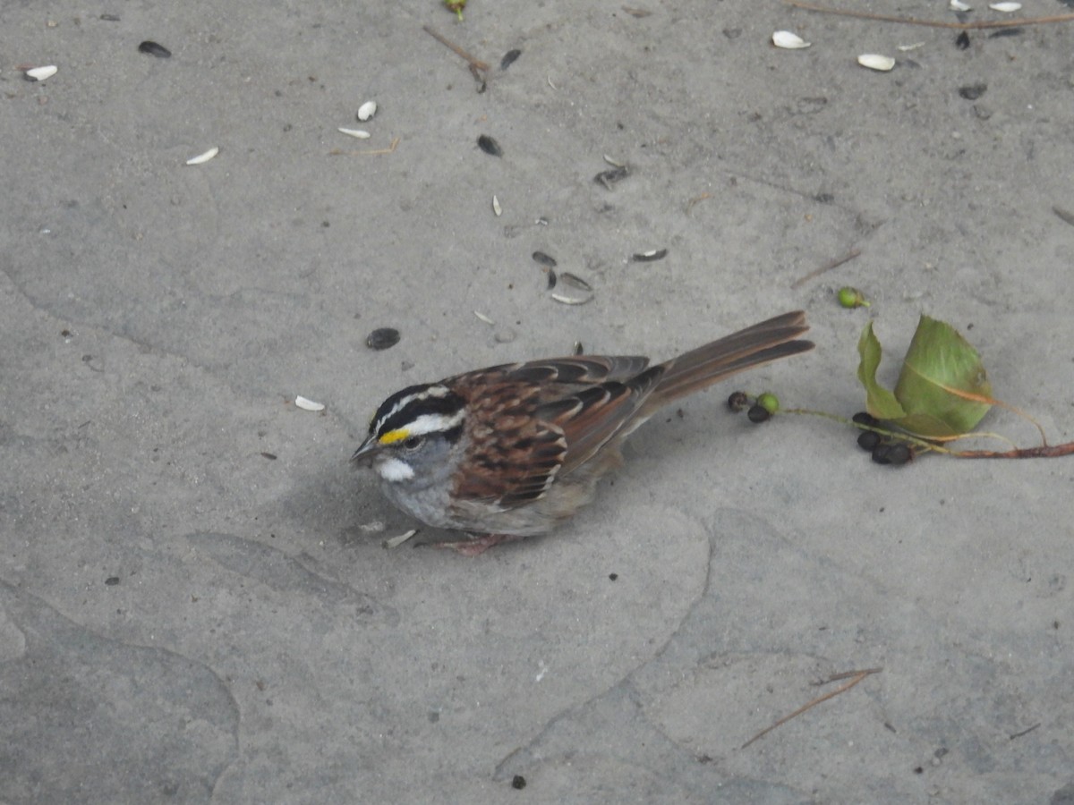 White-throated Sparrow - ML620529593