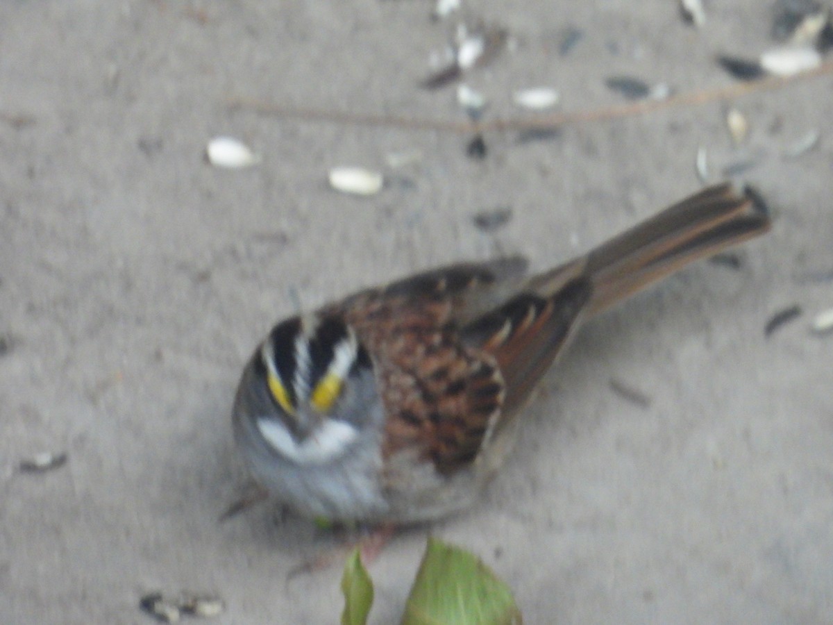 White-throated Sparrow - ML620529595