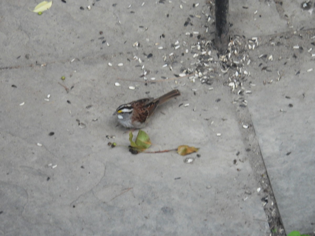 White-throated Sparrow - ML620529596