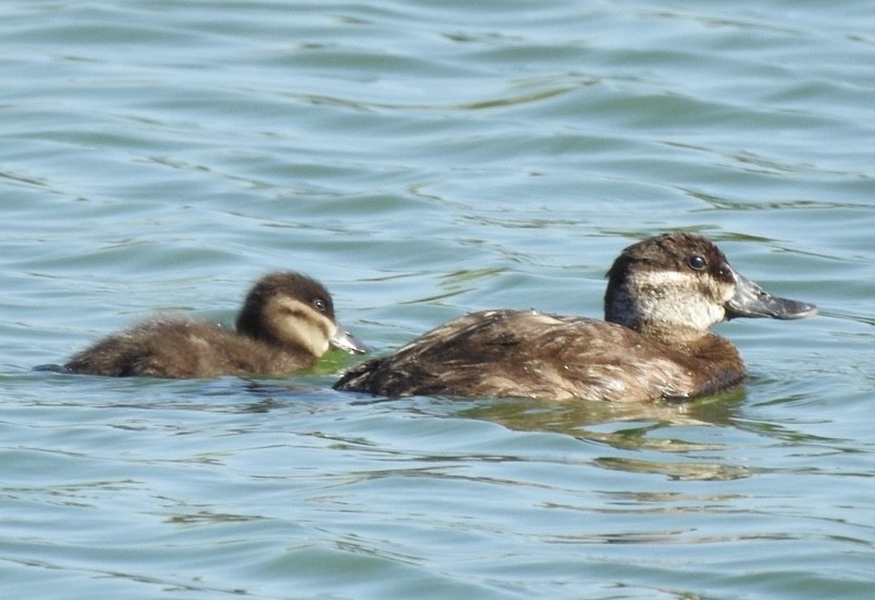 Ruddy Duck - ML620529607