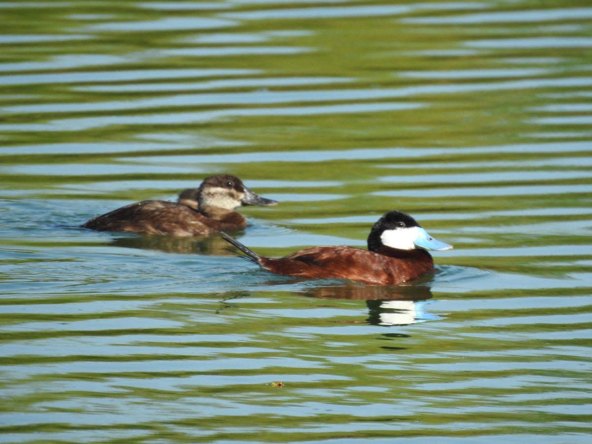 Ruddy Duck - ML620529608