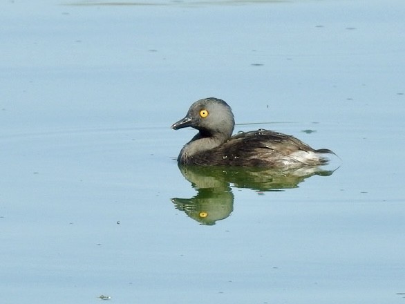 Least Grebe - ML620529622