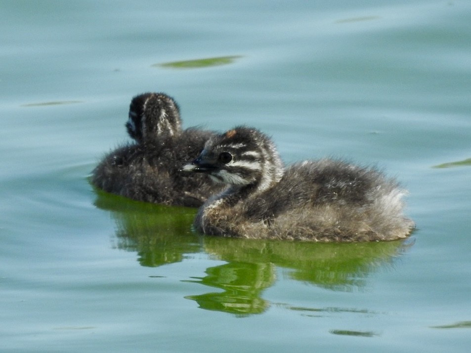 Least Grebe - ML620529623