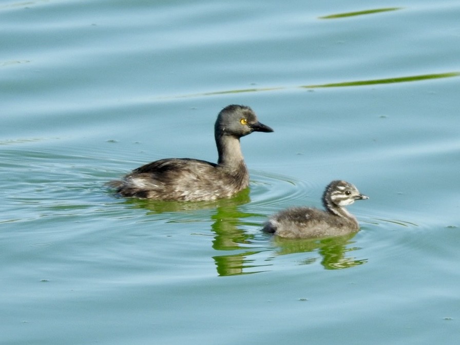 Least Grebe - ML620529624