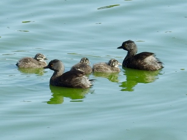 Least Grebe - ML620529625