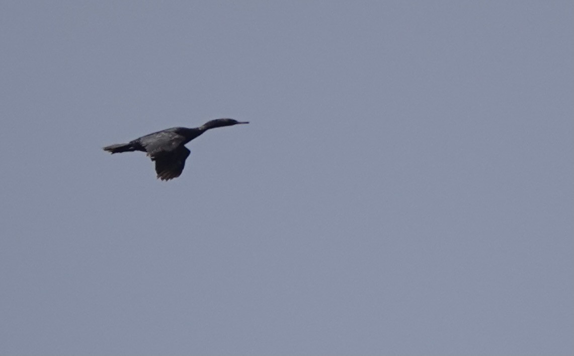 Pelagic Cormorant - ML620529631