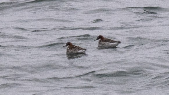 Red-necked Phalarope - ML620529644