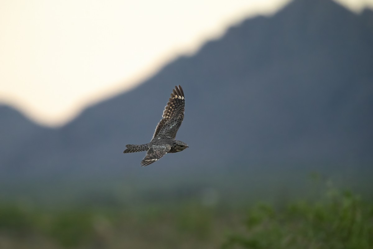 Lesser Nighthawk - ML620529649