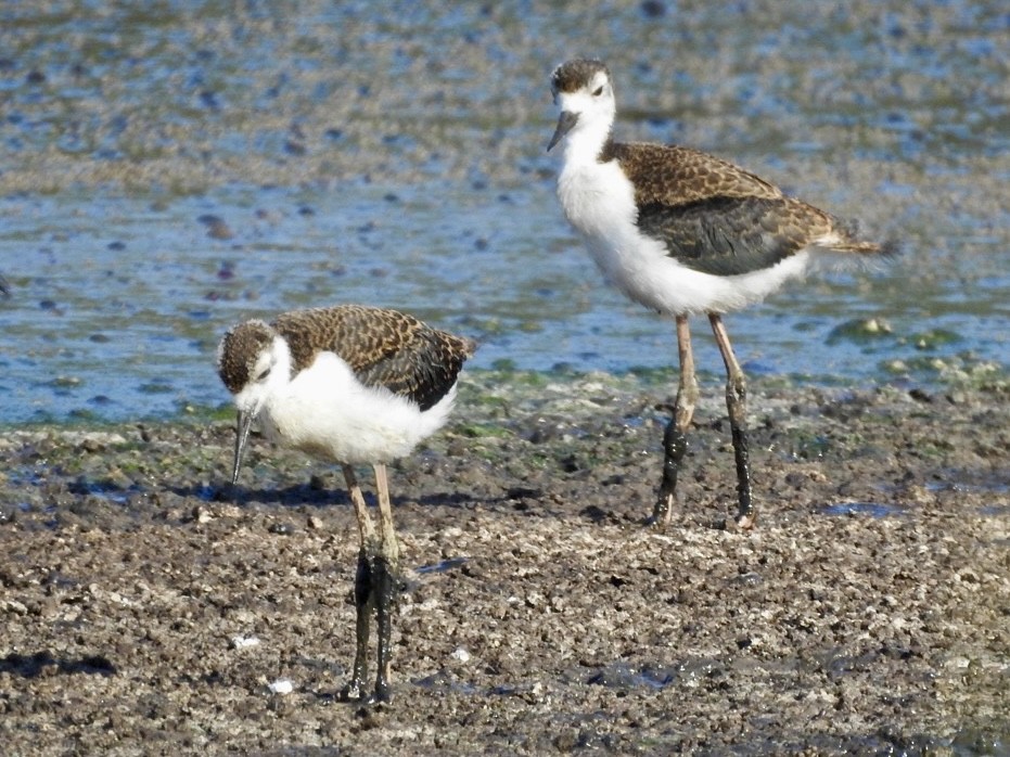 Black-necked Stilt - ML620529650