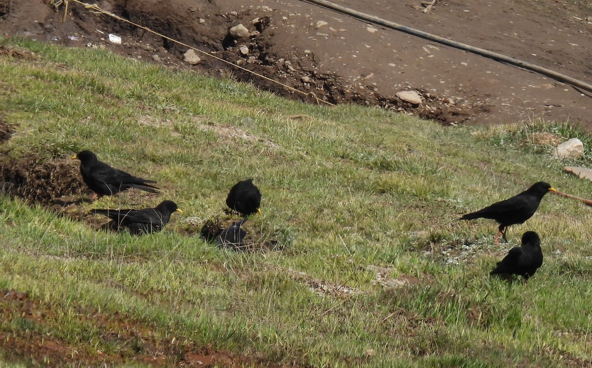 Yellow-billed Chough - ML620529652