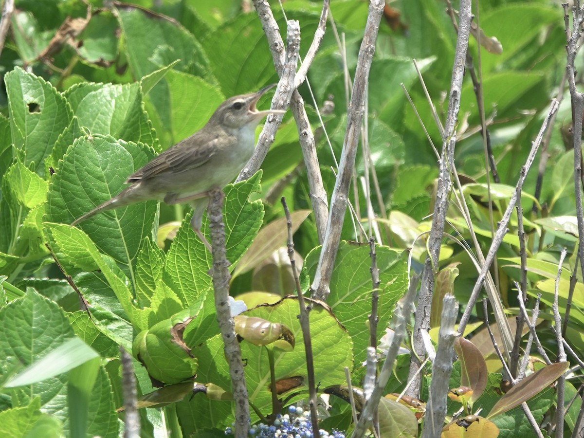 Pleske's Grasshopper Warbler - ML620529665