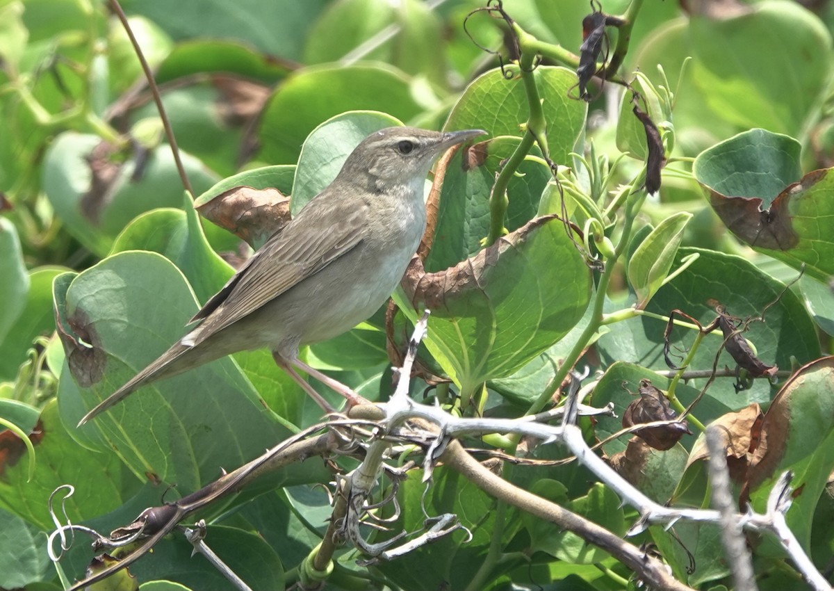 Pleske's Grasshopper Warbler - ML620529672