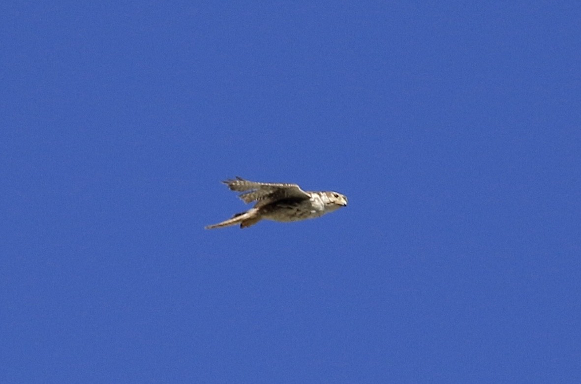 Prairie Falcon - ML620529674