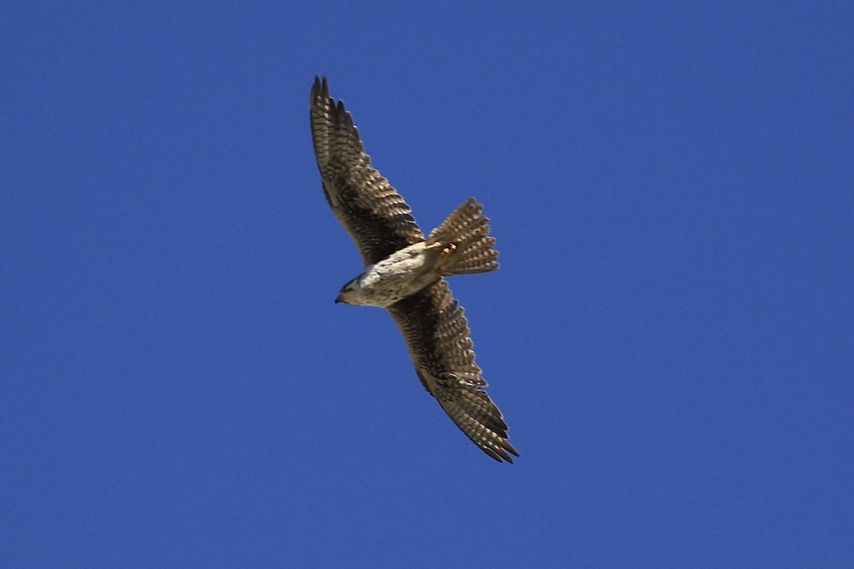 Prairie Falcon - ML620529675