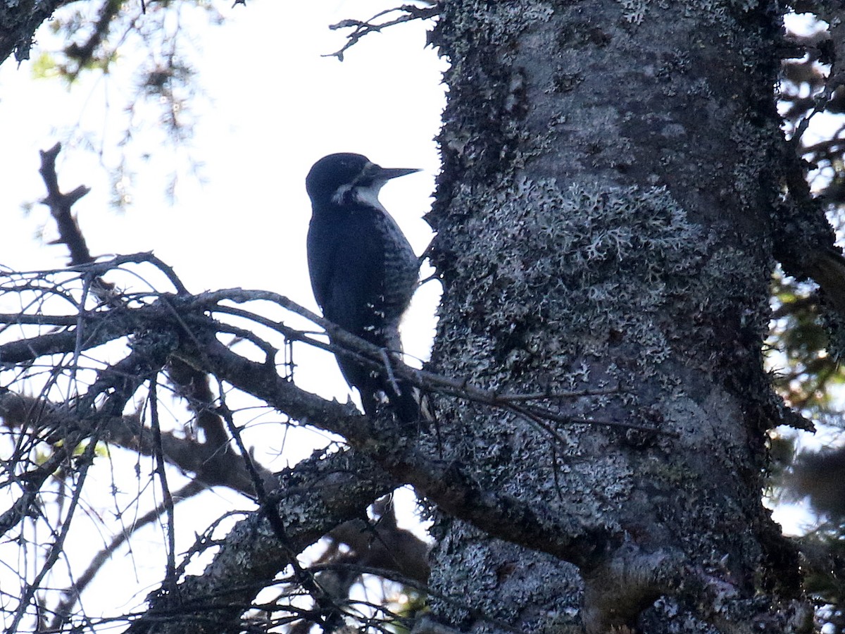 Black-backed Woodpecker - ML620529685
