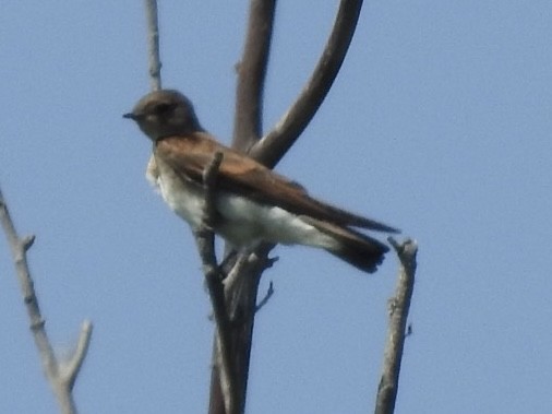 Northern Rough-winged Swallow - ML620529686