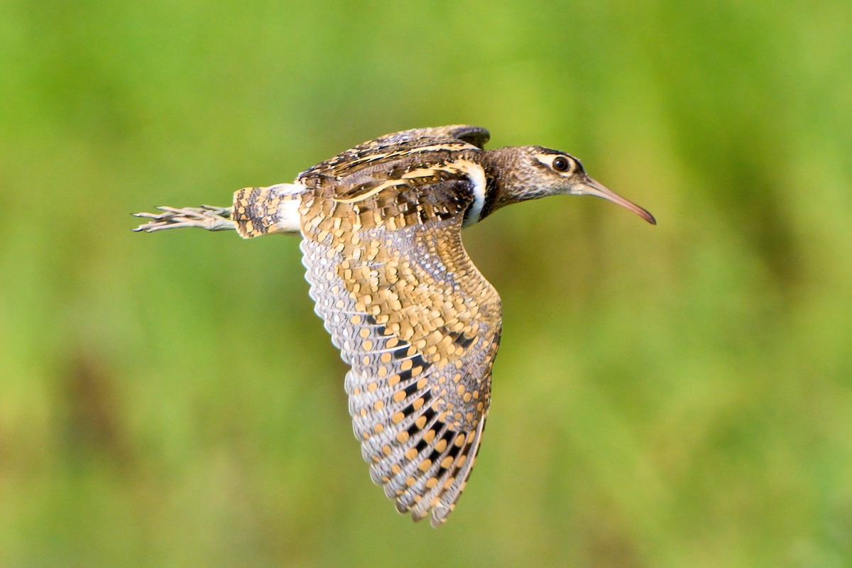 Greater Painted-Snipe - ML620529689