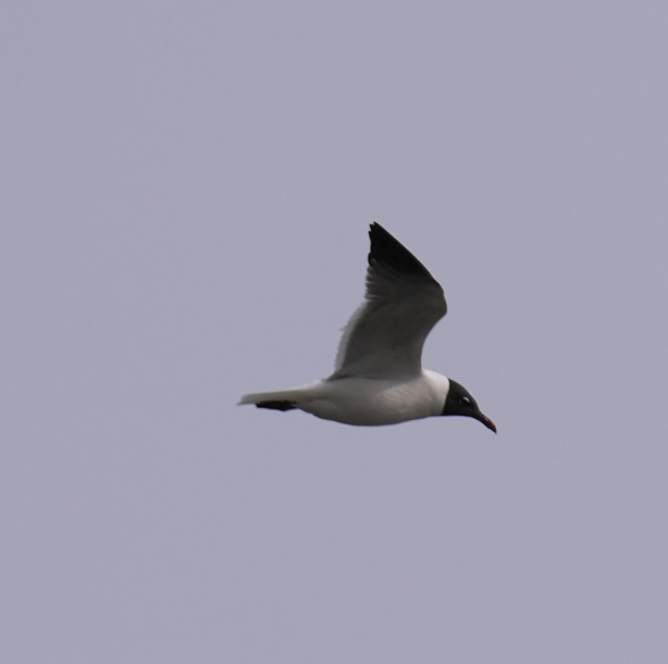 Mouette atricille - ML620529697