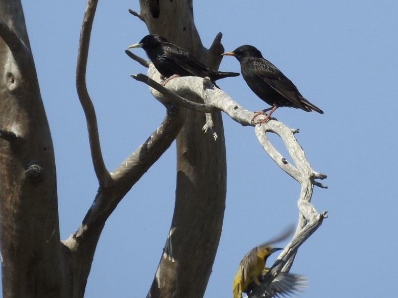 European Starling - ML620529702