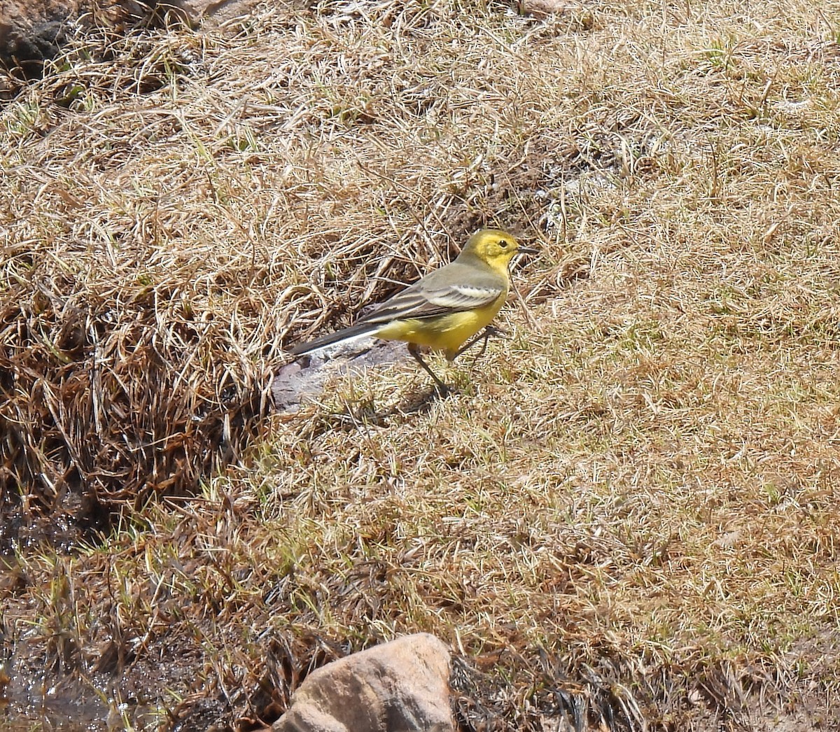 Citrine Wagtail - ML620529703