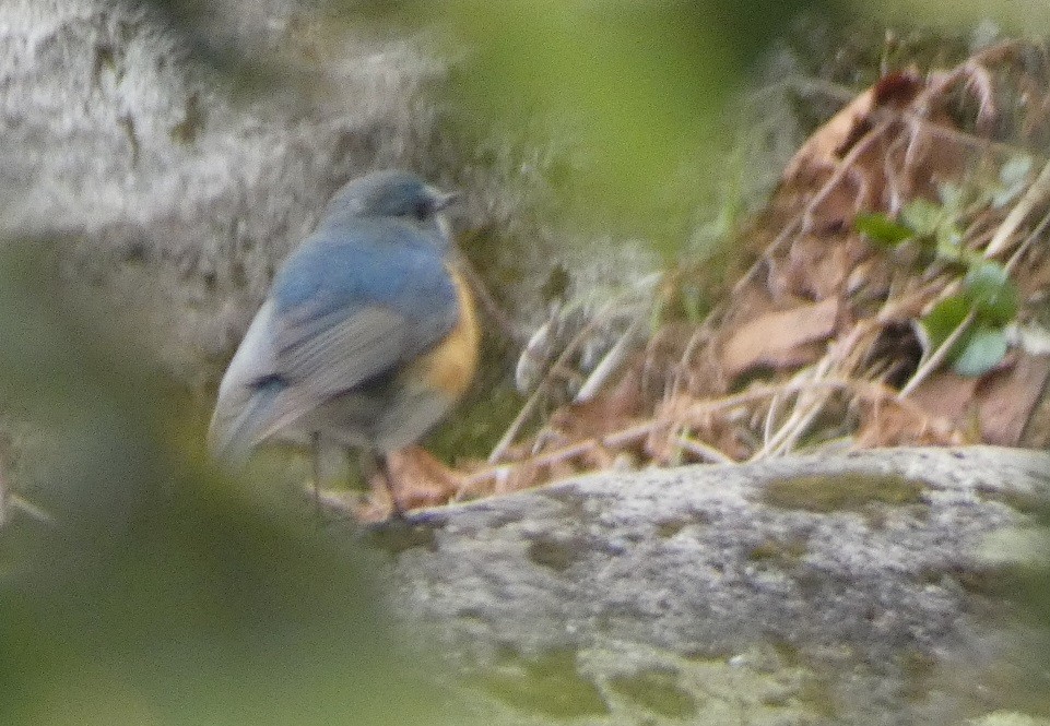 Red-flanked Bluetail - ML620529704