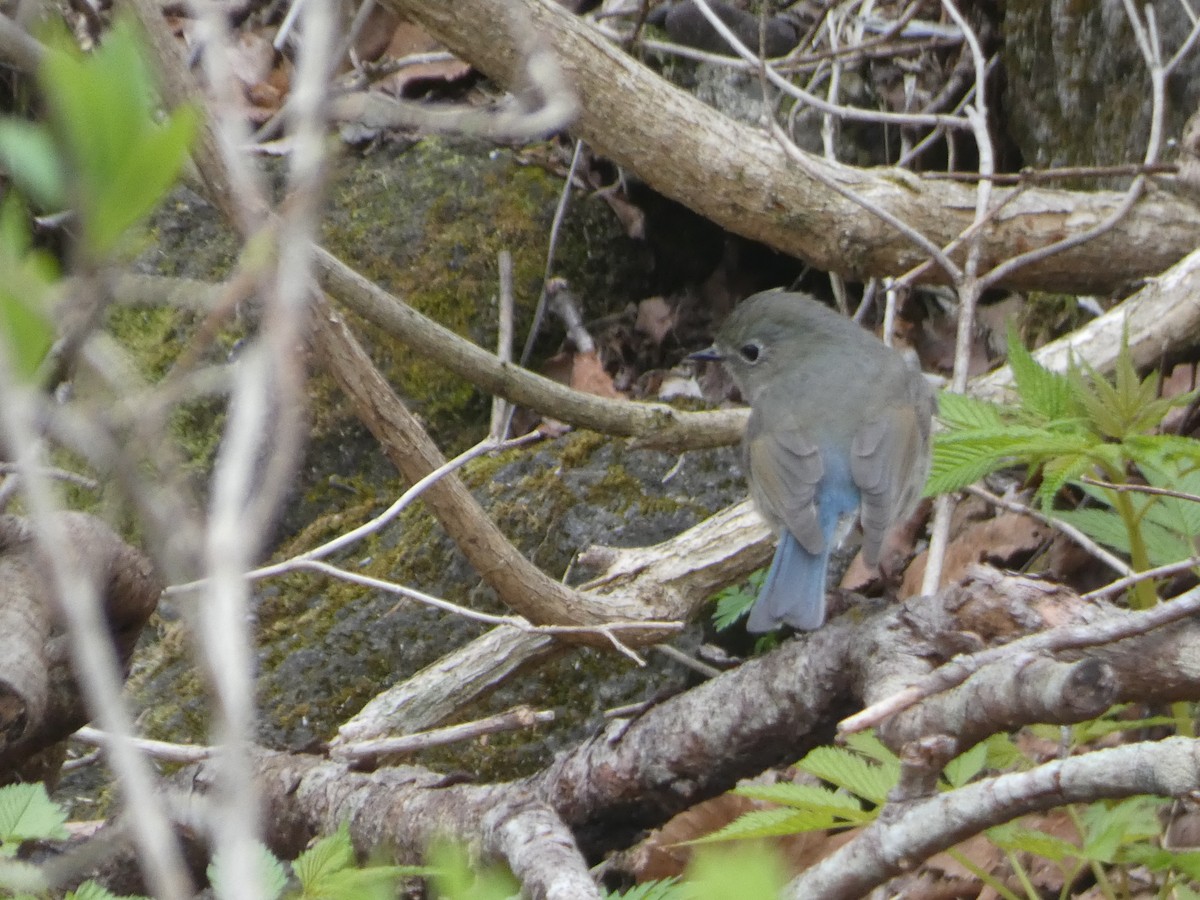 Red-flanked Bluetail - ML620529708