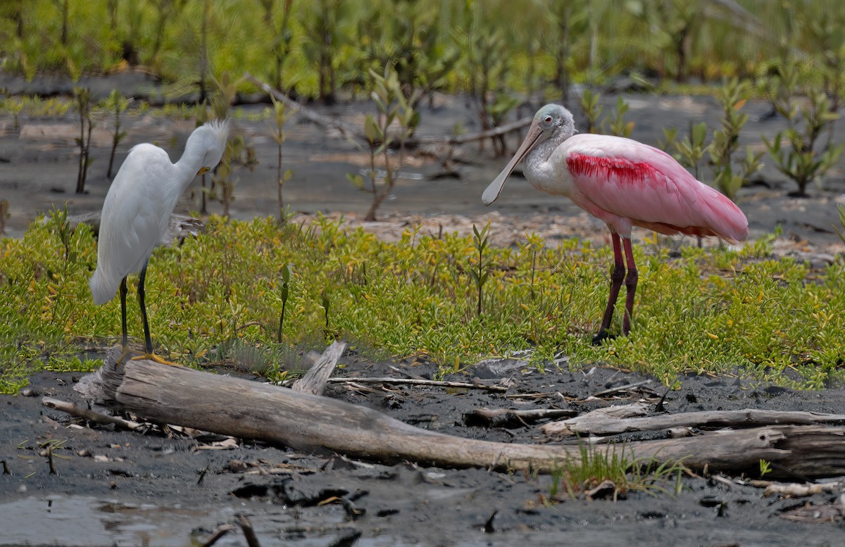 Snowy Egret - ML620529711