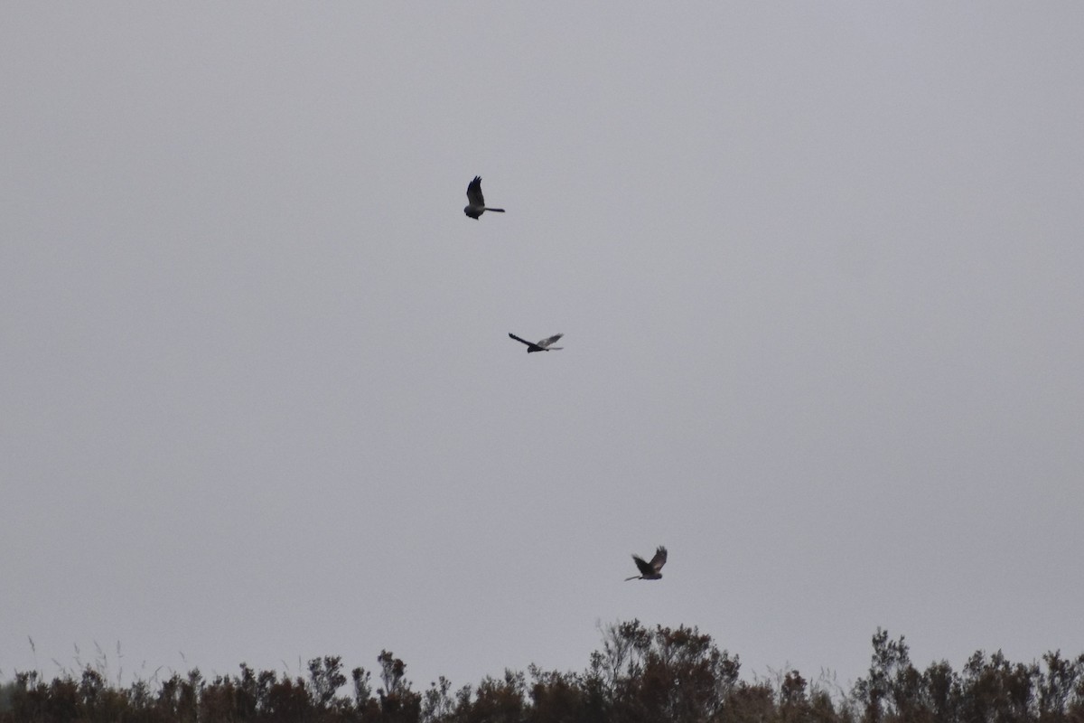 Montagu's Harrier - ML620529715