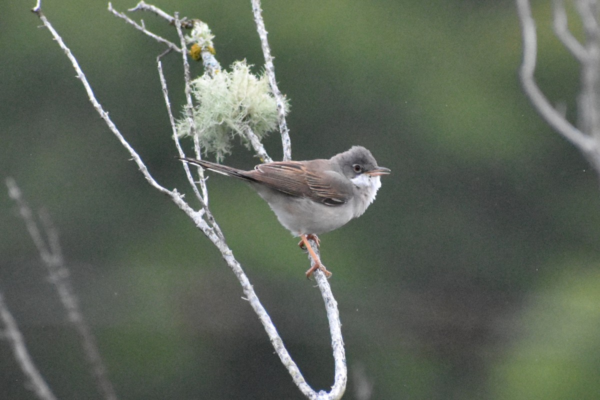 Greater Whitethroat - ML620529724