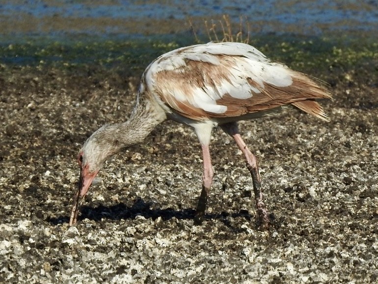 ibis bílý - ML620529725