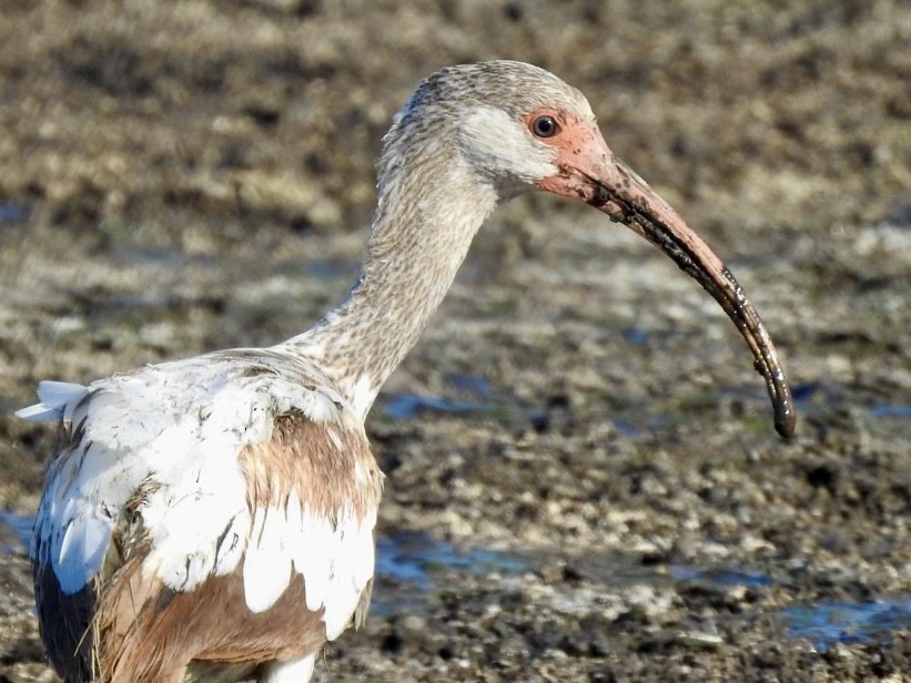 White Ibis - ML620529726