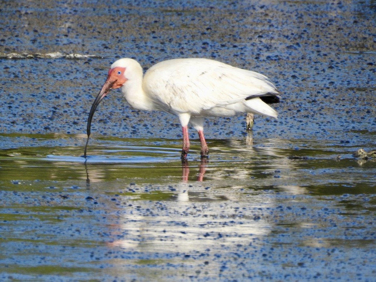 ibis bílý - ML620529727