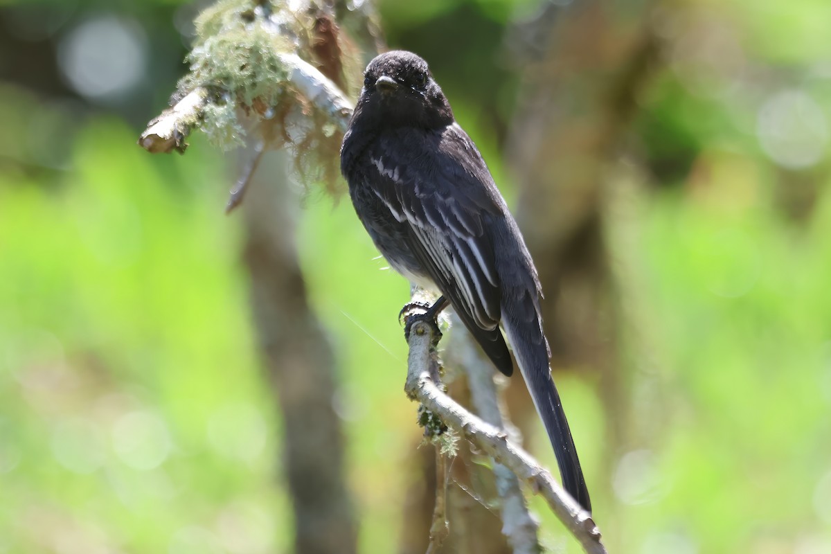 Black Phoebe - ML620529729