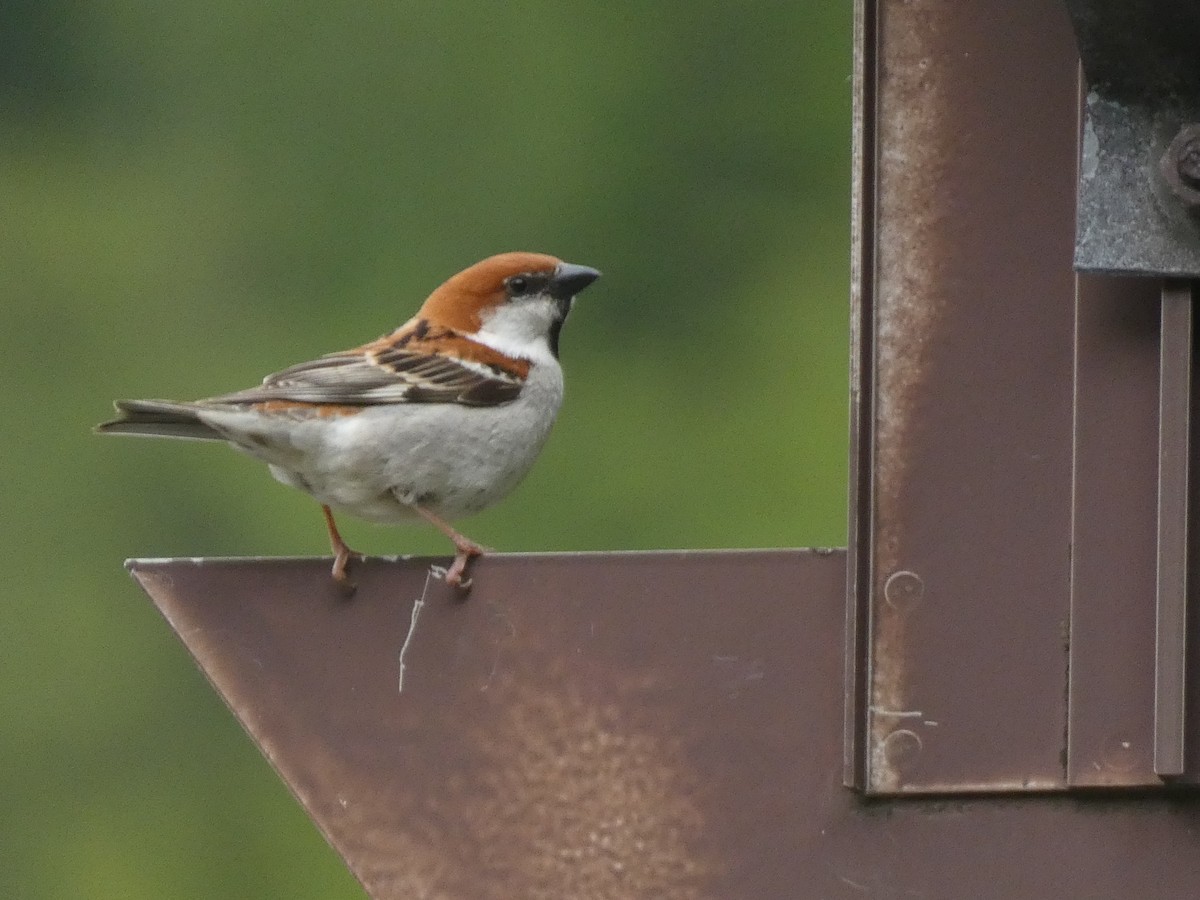 Russet Sparrow - ML620529733