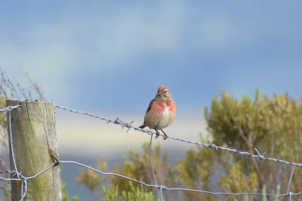 Eurasian Linnet - ML620529734