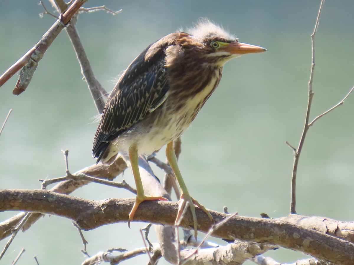 Green Heron - ML620529746