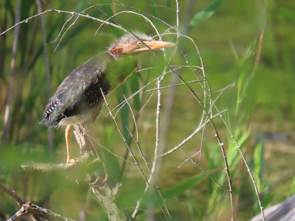 Green Heron - ML620529749