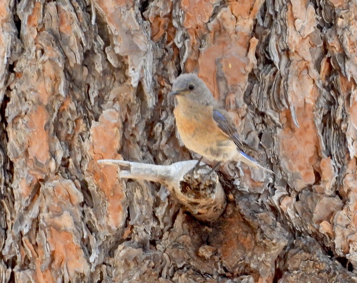 Western Bluebird - ML620529752