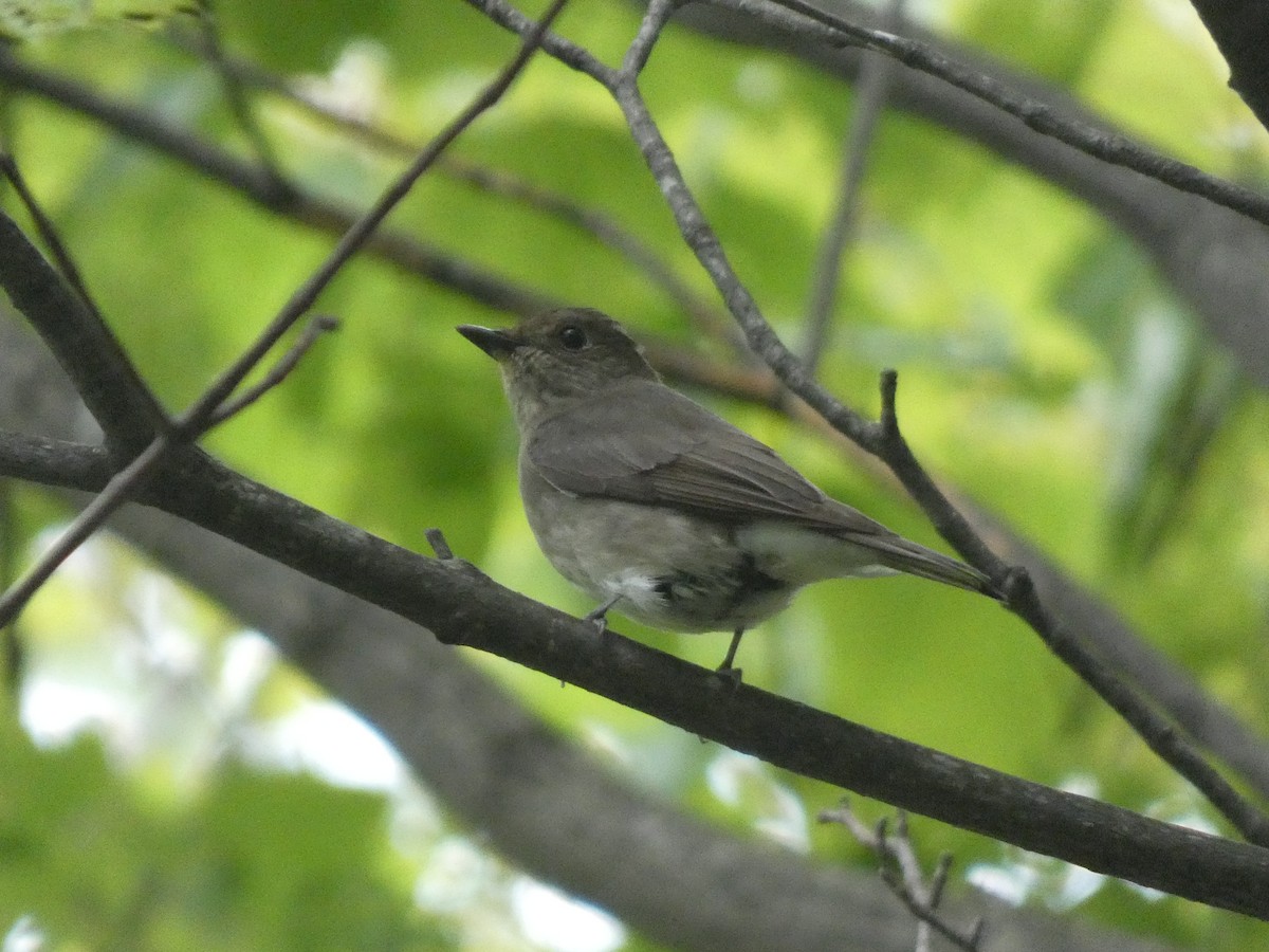 Blue-and-white Flycatcher - ML620529758