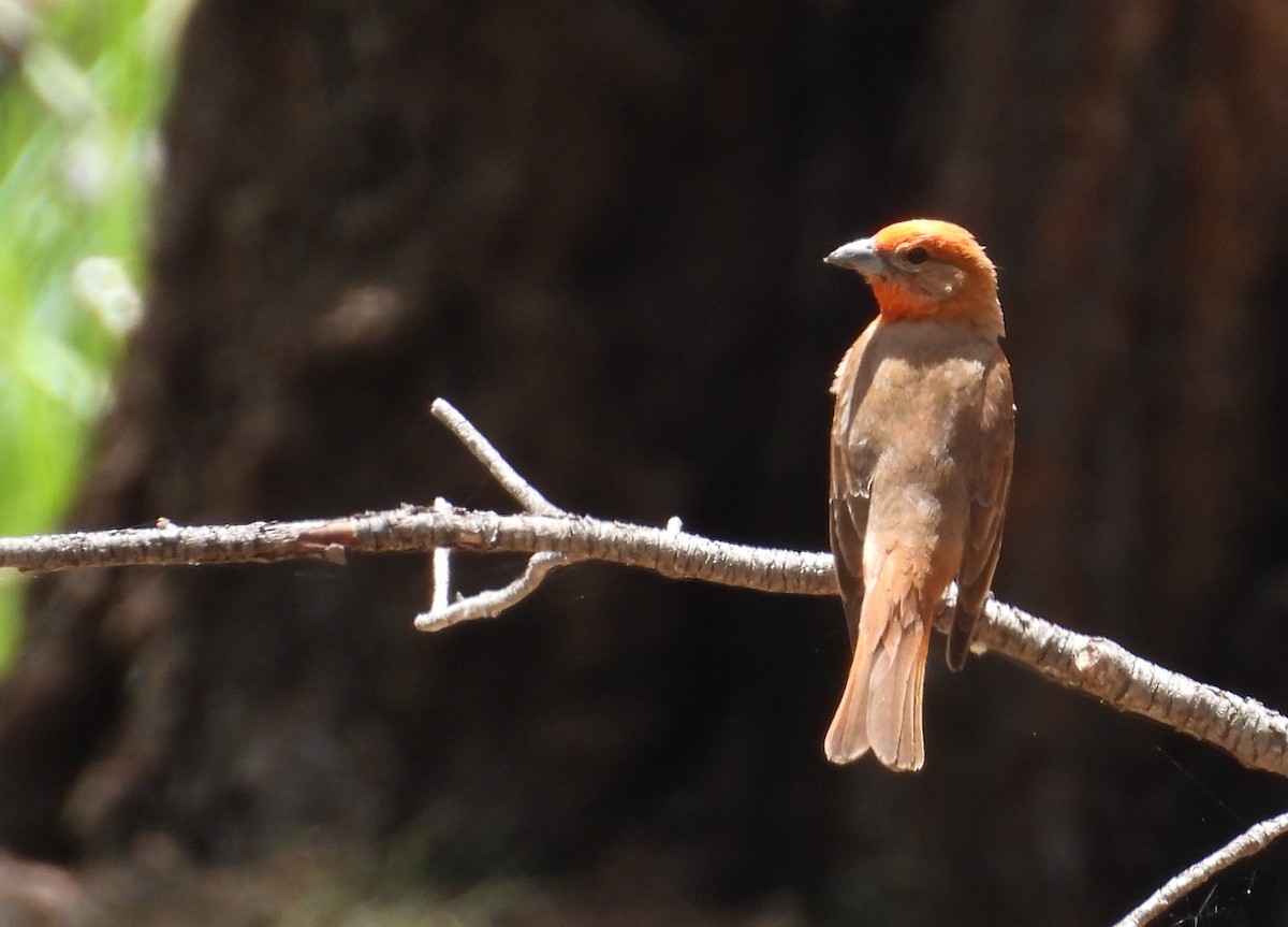 Hepatic Tanager - Christine Rowland