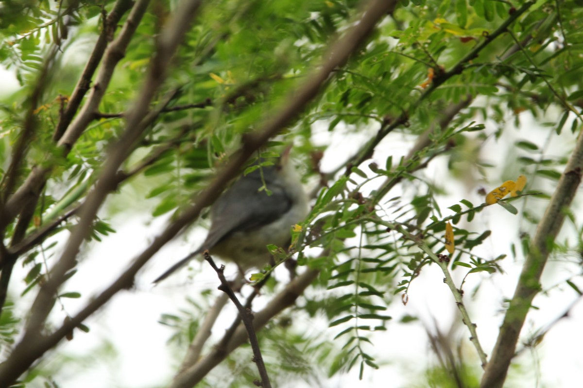 Buff-bellied Warbler - ML620529766