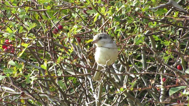 Masked Shrike - ML620529767