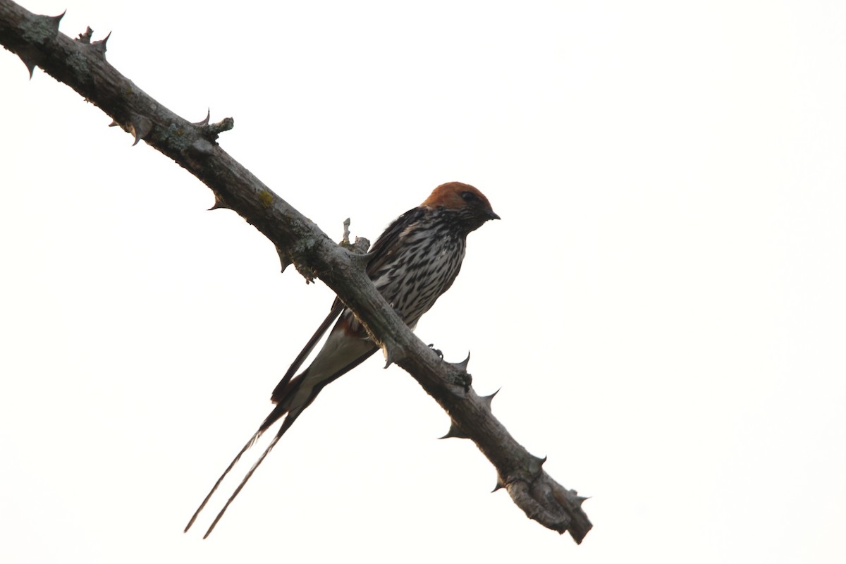 Lesser Striped Swallow - ML620529773